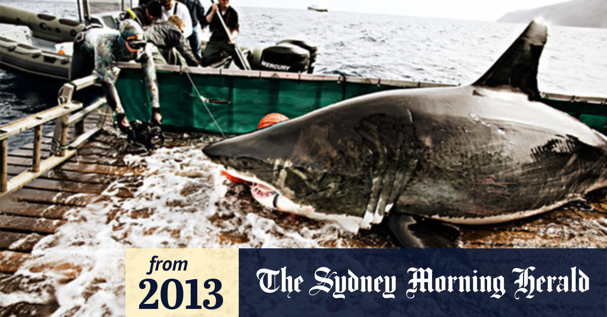 Video: Tracking great white sharks